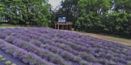Sweet-smelling lavender farm building community