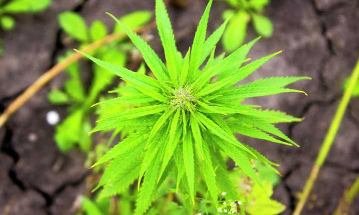 Senate-passed funding looks to utilize industrial hemp to its fullest in upper Midwest