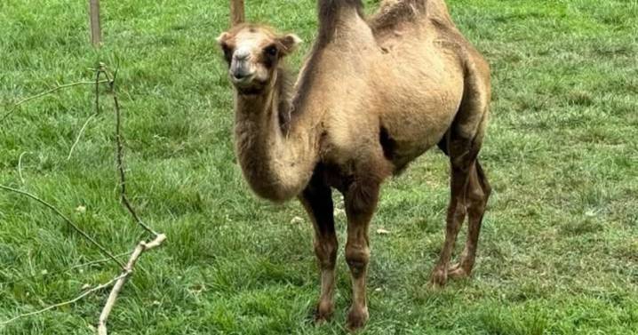 Mesker Park Zoo euthanizes camel after ongoing health issues