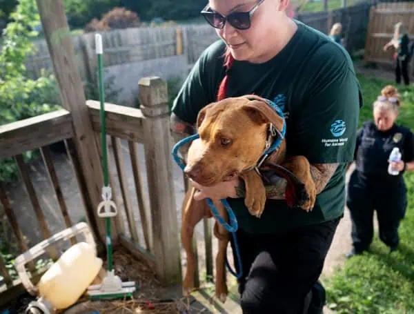 Heat Advisory And Horrific Conditions: 22 Dogs Rescued From Indiana Dogfighting Operations