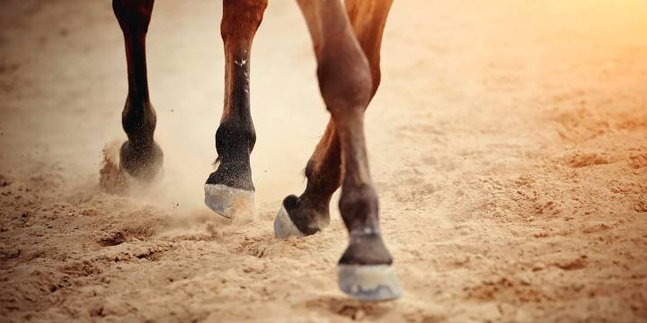 Horse rescued from mud and water in Thompson