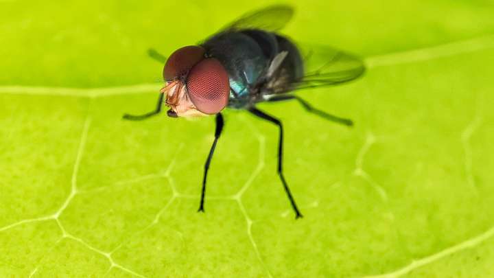 Feds greenlight emergency drugs to combat deadly latrine fly livestock parasite near US border