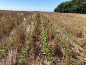 Los suelos de la Argentina pierden 612.000 toneladas de nitrógeno por año