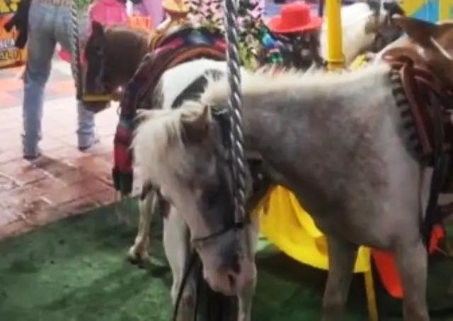 Denuncian explotación animal en la Fenapo
