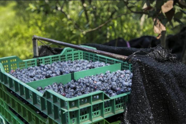 Comenzó la temporada de arándanos: proyectan un crecimiento respecto al año anterior