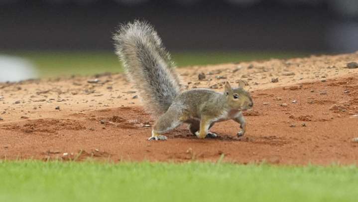 Red Sox, Yankees Talk Squirrel Delay, ‘It Made A Little Noise At Me’