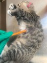 Ante casos de maltrato animal, exhortan a cuidar mascotas