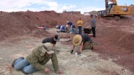 Nearly forty years after discovery, an old bone teaches scientists new tricks