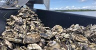 Environmentalists sue EPA chief in Florida federal court over clean water
