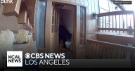Hungry bear takes off with several snacks from home in Kern County's Pine Mountain Club