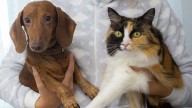 Pensión y visitas para mascotas: La nueva realidad de los divorcios en CDMX