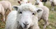 Sheep helped spread early form of the plague thousands of years ago