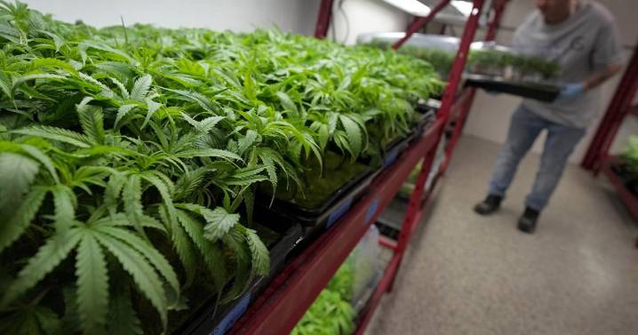 What to know about Trump's potential change in federal marijuana policy