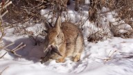 Con aparentes cuernos o tentáculos: EE.UU. reporta "conejos Frankenstein" infectados