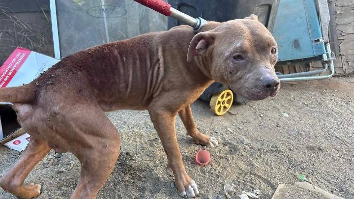 Rescatan a dos caninos víctimas de maltrato en Tijuana