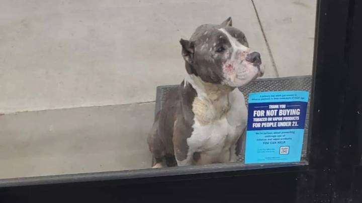 Sad Pittie In Virginia Waits Outside A Dollar Store Hoping To Be Noticed