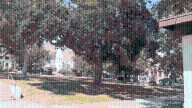 Experts recommend shade-giving trees to keep SoCal communities cool