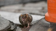 Lincoln Park Zoo testing out new rat contraception