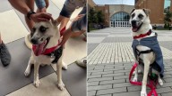 Dog Who Spent 933 Days In Illinois Shelter Rejoices When She Realizes Staff Prepared Goodbye Party For Her