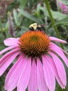 How to humanely deal with pests without using cruel traps or harmful chemicals