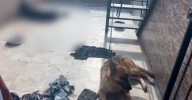 Encontraron dos perros amarrados, uno de ellos muerto, en la terraza de una casa en La Floresta, Medellín