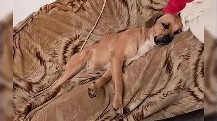 Puente Piedra: buscan a perrita Lipa que se perdió tras detonación de pirotécnicos