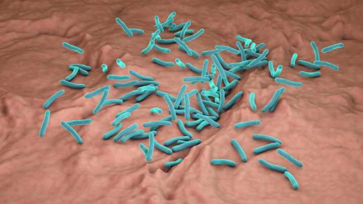 Suben a ocho las muertes en Estados Unidos por una bacteria carnívora presente en el mar