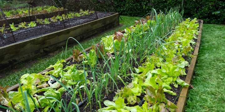 Los secretos para lograr una huerta urbana exitosa durante el invierno