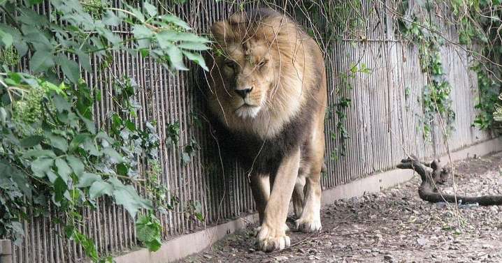 'I gave my daughter's pony to a zoo to be eaten by lions