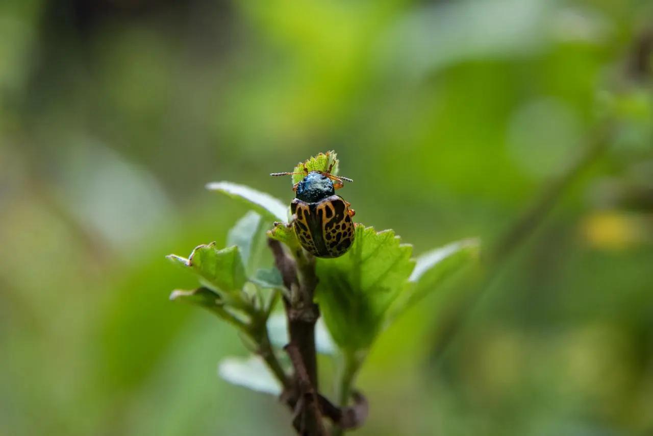 Filtros viejos, el santuario de insectos y biodiversidad en Morelia