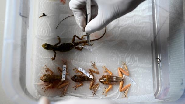 Del amenazado karst camboyano emergen nuevas especies animales