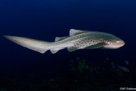 Can we undo extinction? A growing effort to restore lost sharks