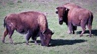 Suspected anthrax found in bison carcass on Highway 3