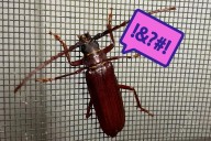 Indiana "Cussing" Beetle Has a Unique and Noisy Defense Mechanism