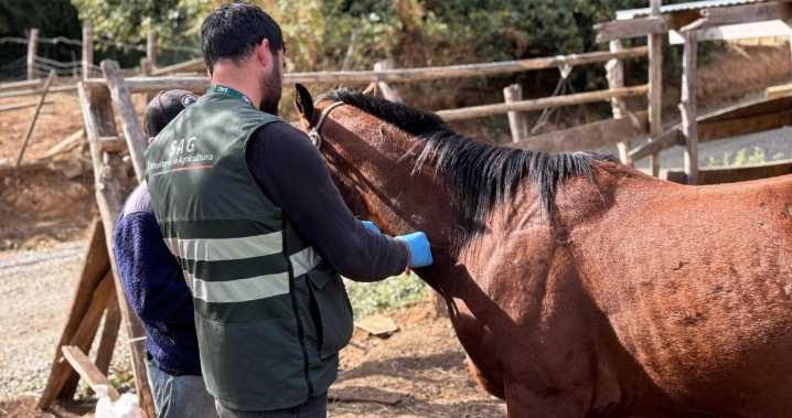 Anemia infecciosa equina sigue en Ñuble: van 13 casos positivos y 5 predios encuarentenados