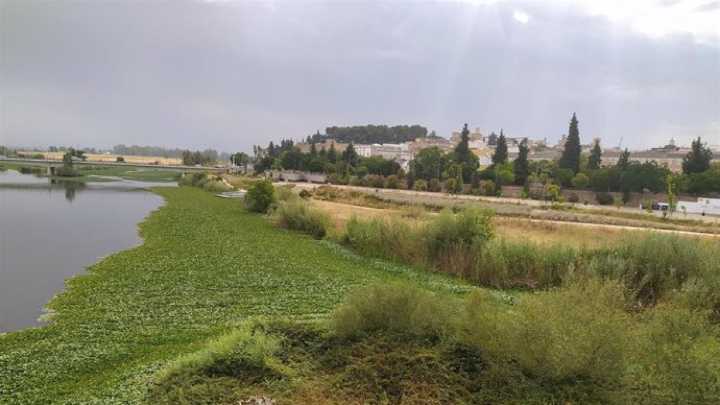 El nenúfar mexicano continúa expandiéndose en Badajoz: ha crecido durante este verano