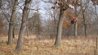 Wisconsin DNR issues tree stand safety, hunter education reminders