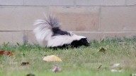 After rabid skunk bites woman, Polk County encourages…