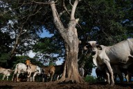 Mexican ranchers hit by flesh-eating screwworm want action on cattle smuggling