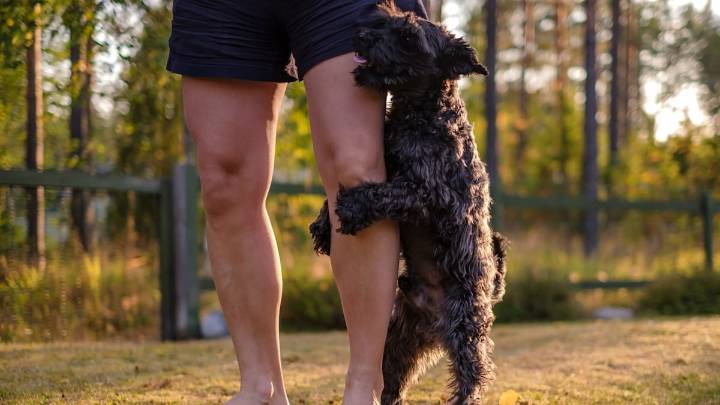 Dog trainer explains why your dog won't stop humping
