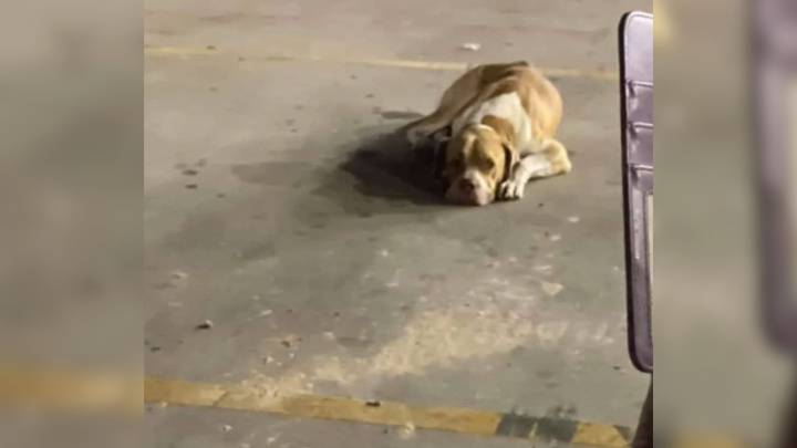 Texas Stray Dog With Shocking Secret Finds A Second Chance At Just The Right Moment