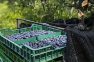 Comenzó la temporada de arándanos: proyectan un crecimiento respecto al año anterior