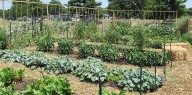 Start now on fall vegetable garden