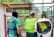 Saltan una valla y fuerzan una jaula para robar un guacamayo en Reocín