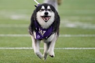 Where to watch Washington vs Colorado State college football streaming free: Start time, odds