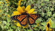 Monarch Butterflies Are Losing Their Navigational Abilities. You Can Guess Why