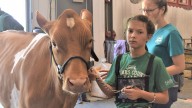 Livestock lessons: Kids learn the ropes circling the showring