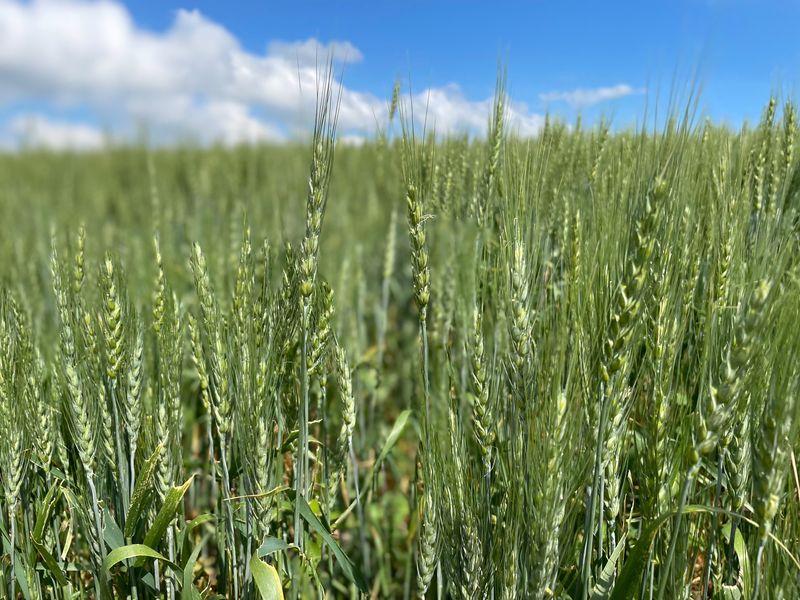 Draft 'MAHA' commission report avoids pesticide crackdown feared by farm groups