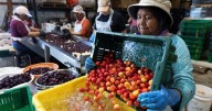 In Michigan’s cherry country, the federal safety net is fraying