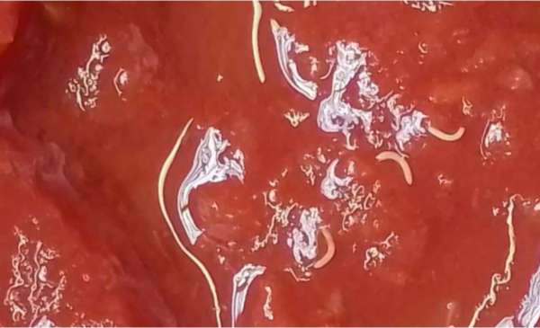 Mate, café, harina pero tomate no: ANMAT advirtió sobre un lote afectado en Marolio